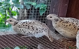 Quail poultry for sale: Snowflake Bobwhite [3 females + 1 male] - Image 10