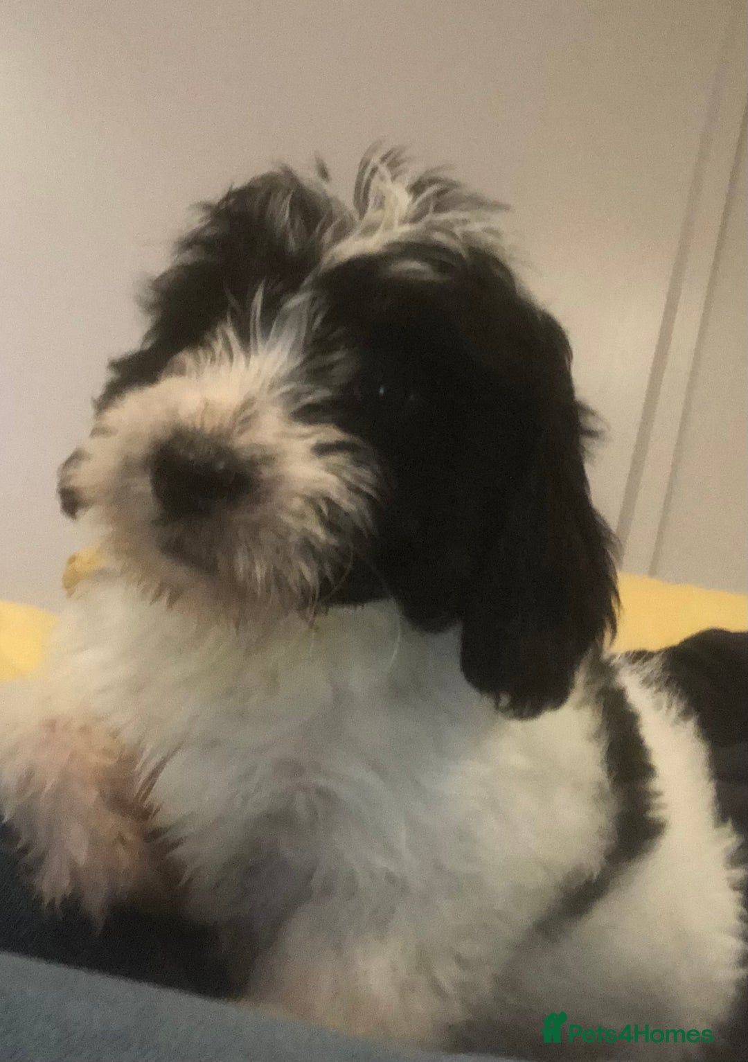 Mixed Breed dogs for sale: Poodle x Maltizu puppies - Advert 6