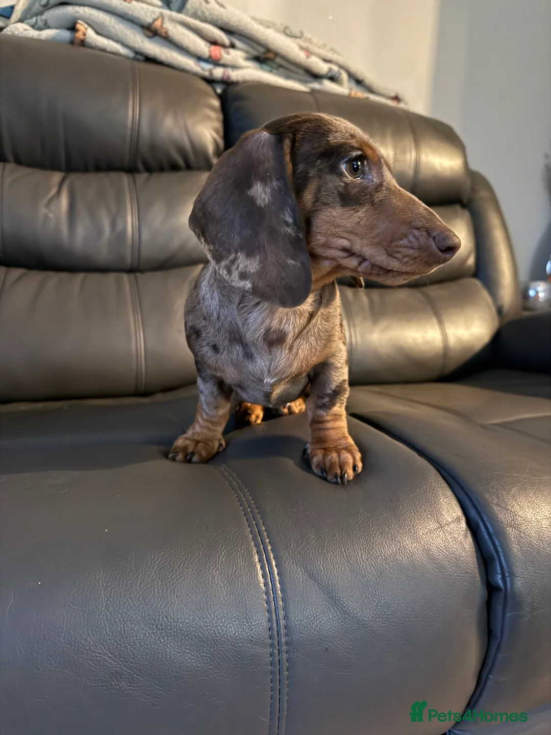 Miniature Dachshund dogs for sale: KC registered chocolate dapple girl  - Advert 4