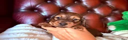 Miniature Dachshund dogs for sale: Show type mini longhair Boy from Crufts finalist  - Advert 8