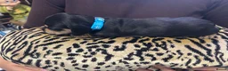 Miniature Dachshund dogs for sale: BEAUTIFUL MINIATURE DACHSHUND PUPPIES - Advert 19