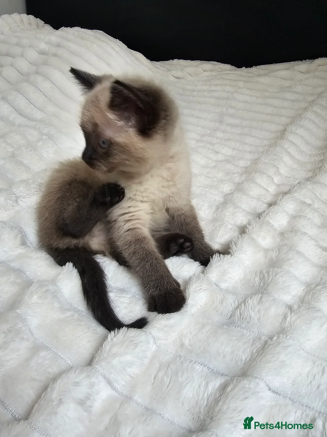 Mixed Breed cats for sale: Mixed Breed Kittens Ready Now – 5 Available - Advert 12