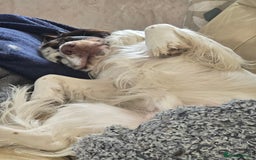 Cocker Spaniel dogs for sale: Now sold  - Image 4