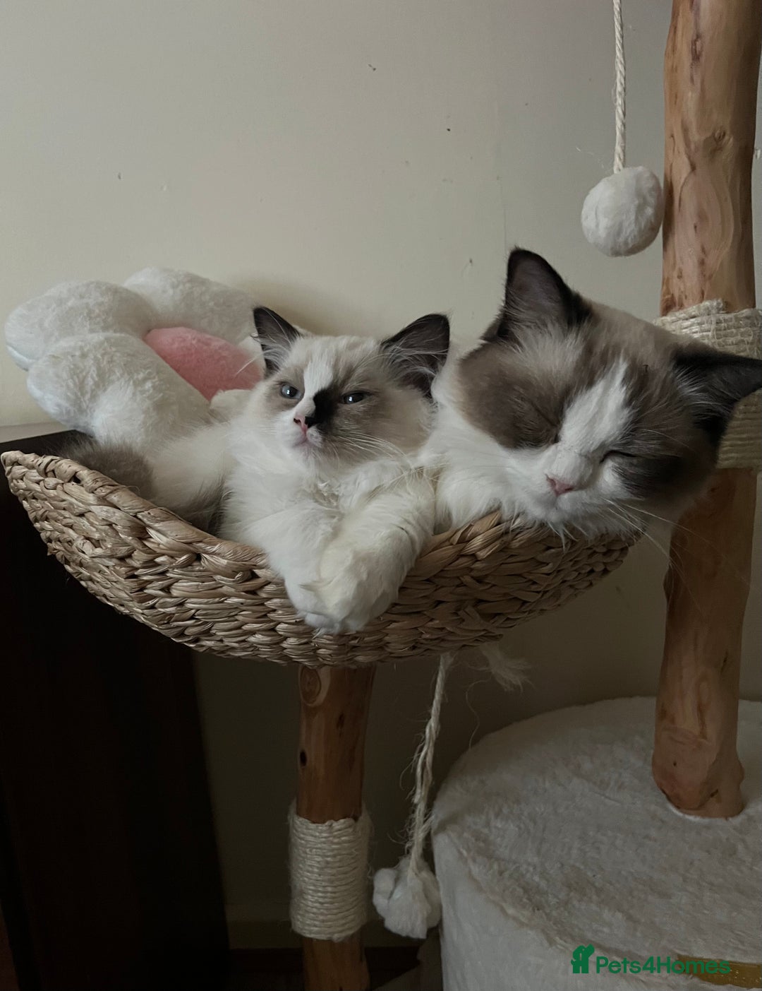 Ragdoll cats for sale: 🎀Beautiful Ragdoll kittens (Tica reg)🎀 - Advert 10