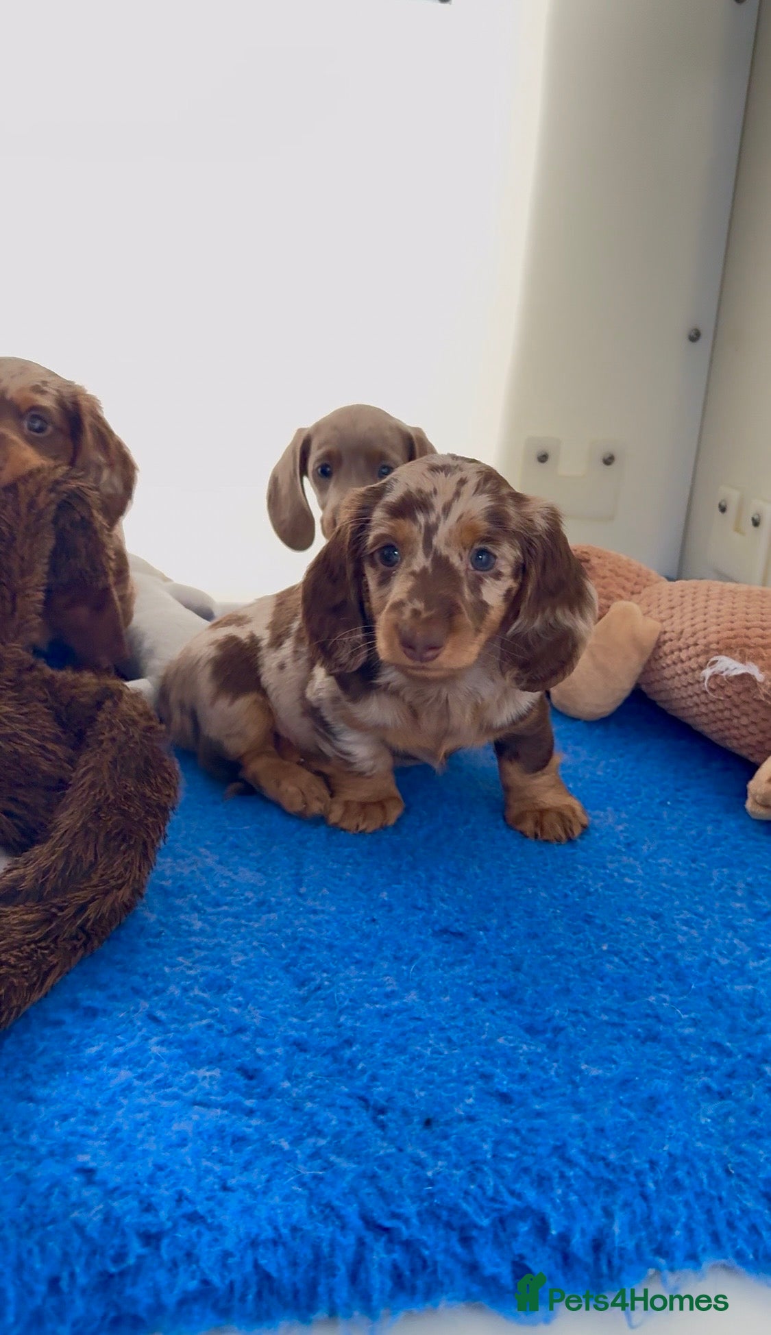 Miniature Dachshund dogs Quality miniature long hair & smooth hair puppy's - Advert 1