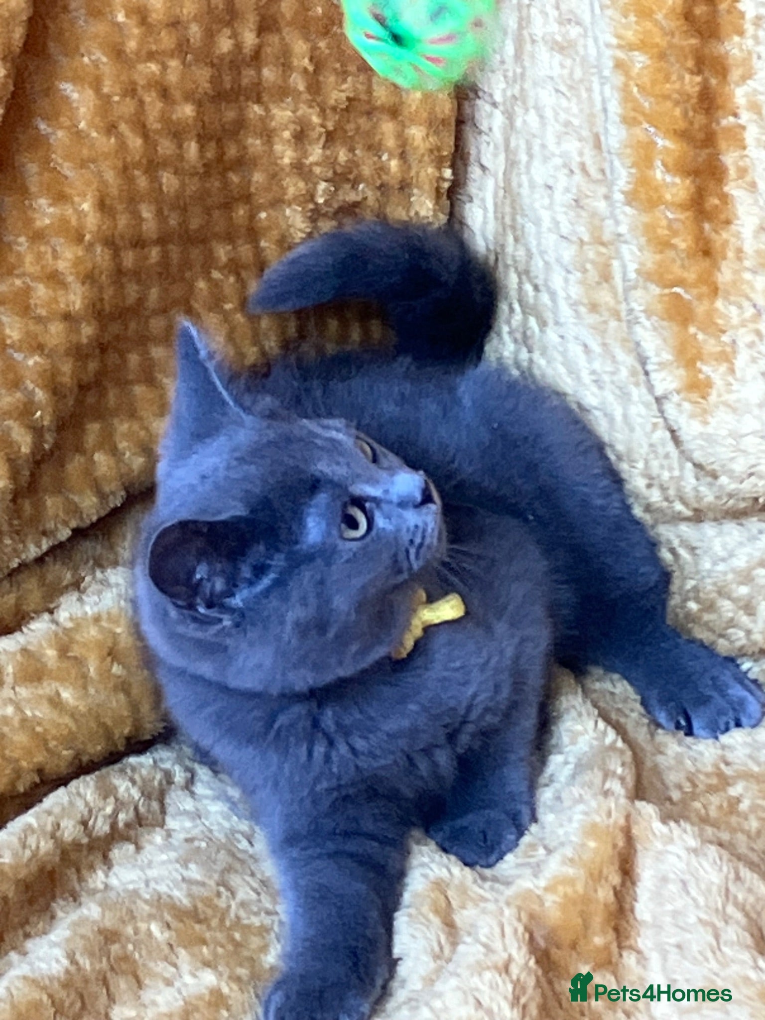 Mixed Breed cats 🏆GCCF Toras (BSH) kittens x Elizabeth (Ragdoll)🐾 - Advert 2