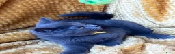 Mixed Breed cats for sale: 🏆GCCF Elizabeth (Ragdoll) x Toras (BSH) kittens🐾 - Advert 17