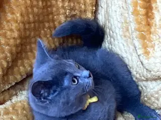 Mixed Breed cats 🏆GCCF Toras (BSH) kittens x Elizabeth (Ragdoll)🐾 - Advert 2