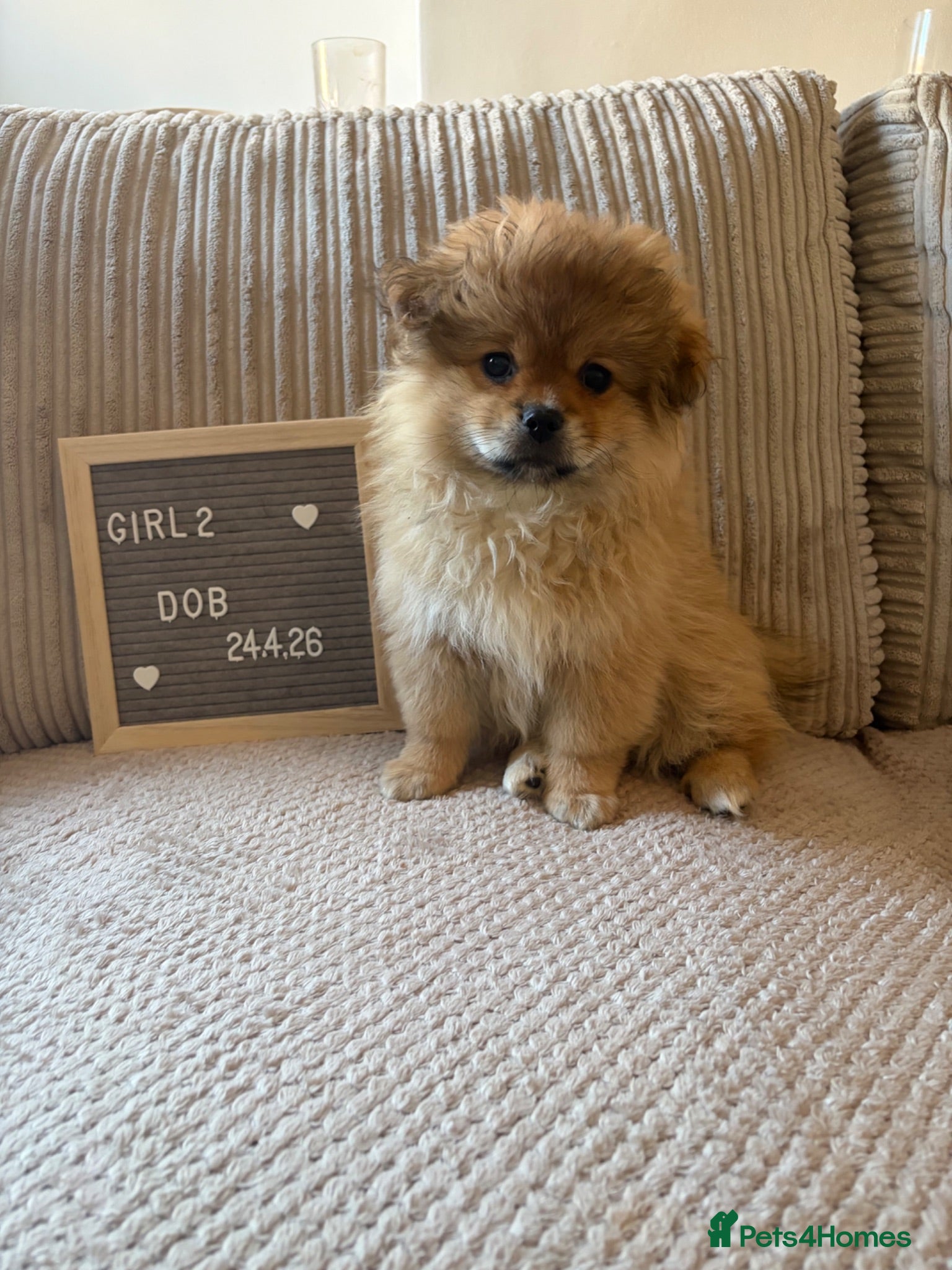Mixed Breed dogs Stunning Shih Tzu/ Pomeranian puppies  - Advert 2