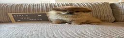 Mixed Breed dogs for sale: Stunning Shih Tzu/ Pomeranian puppies  - Advert 4
