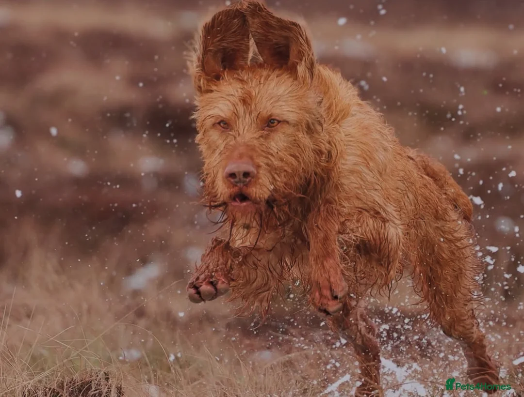 Hungarian Vizsla dogs for stud: Lovely, biddable and kind WIREHAIRED VISZLA STUD  in Durham - Advert 3