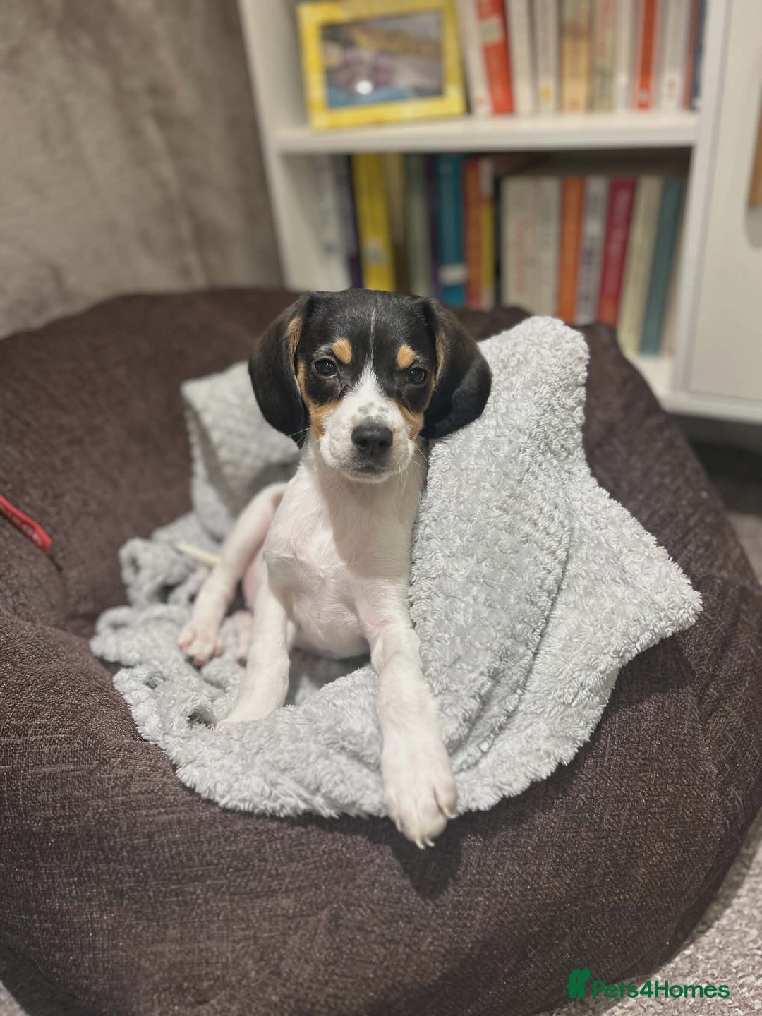 Beagle dogs for sale: 11 Week Old Beagle (Female)  - Advert 2