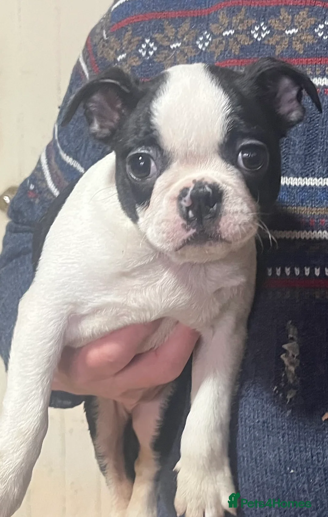 Boston Terrier dogs for sale: Boston Terrier Girl - Advert 1