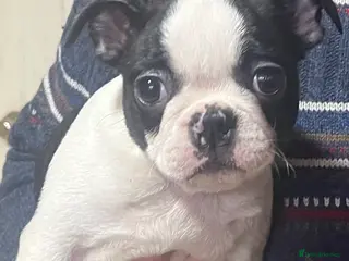 Boston Terrier dogs Boston Terrier Girl - Advert 2