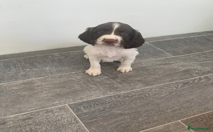 English Springer Spaniel dogs - Advert 3