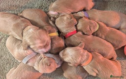 Cocker Spaniel dogs for sale: 🐾Pedigree Show cocker spaniel puppies🐾 - Image 25