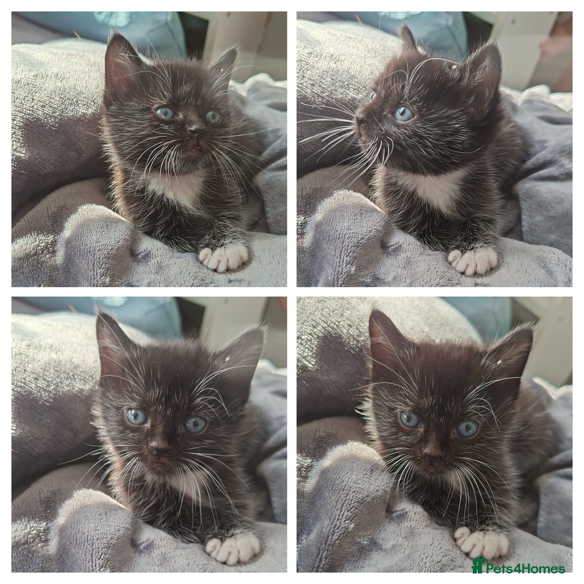 Mixed Breed cats Unique Kitten - Advert 4