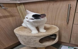 Mixed Breed cats for sale: Ragdoll mix kitten  - Advert 5