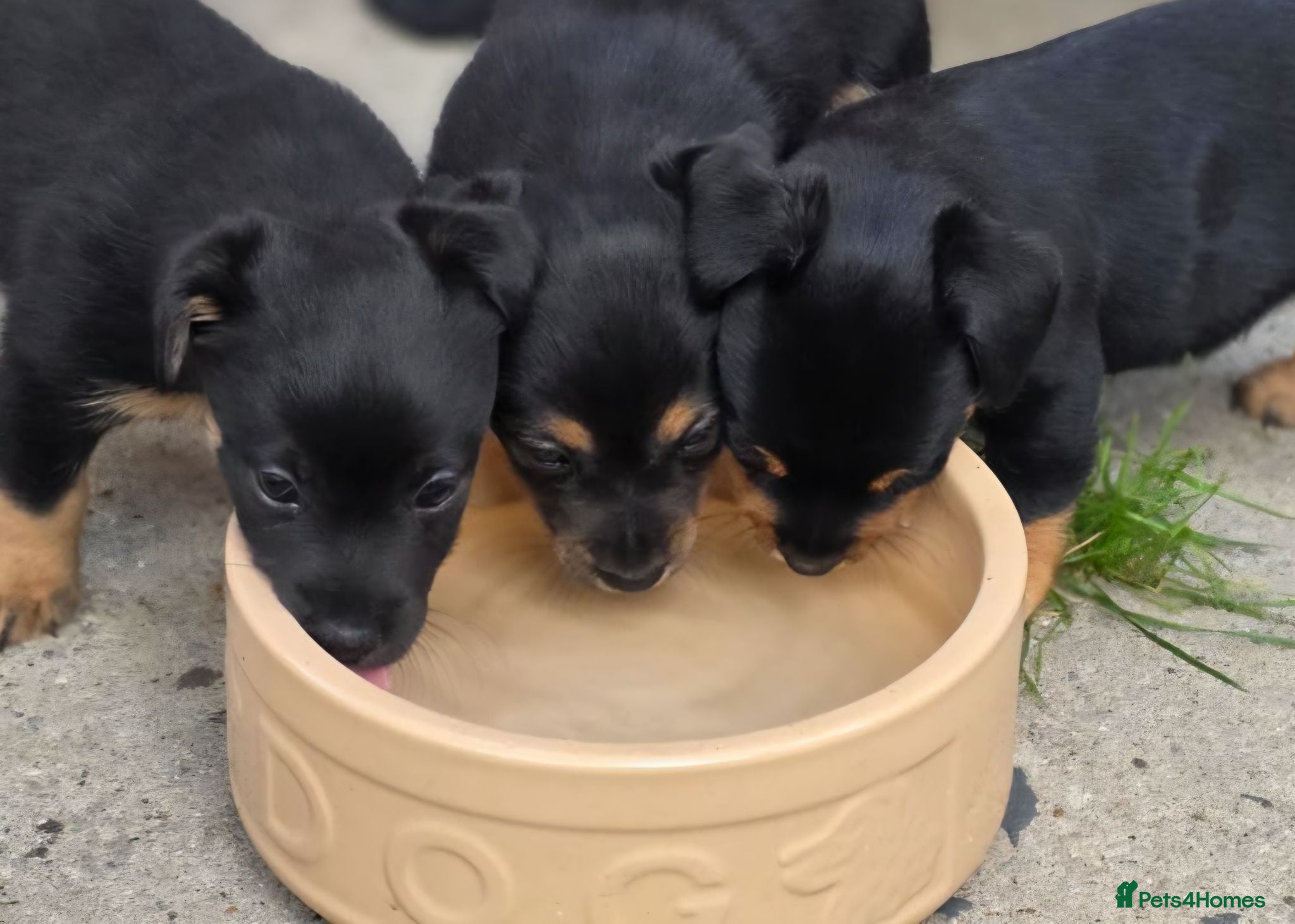 Jack Russell dogs for sale: Jack Russell puppies  - Advert 1