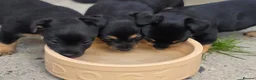 Jack Russell dogs for sale: Jack Russell puppies  in Newport - Advert 5