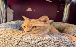 Domestic Shorthair cats for sale: Siri Free - Image 2