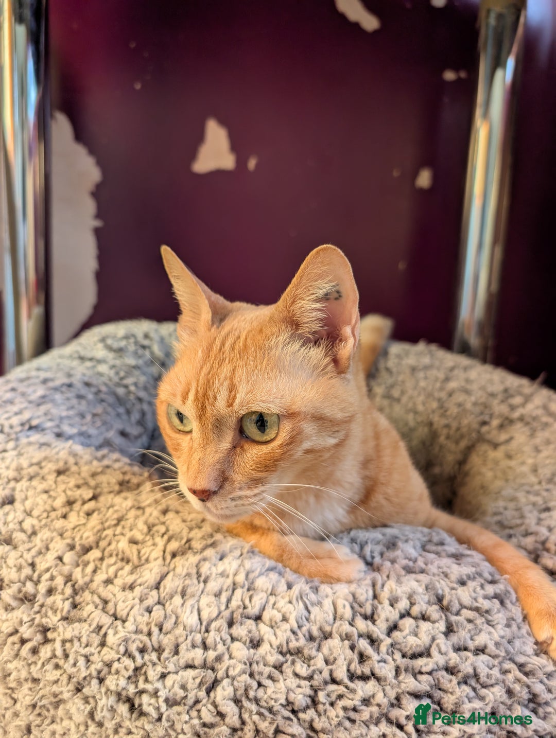 Domestic Shorthair cats for sale: Siri Free - Image 2