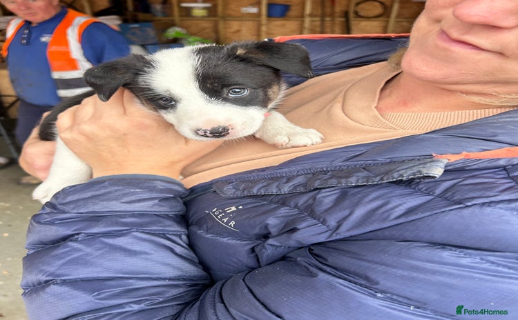 Border Collie dogs - Advert 3