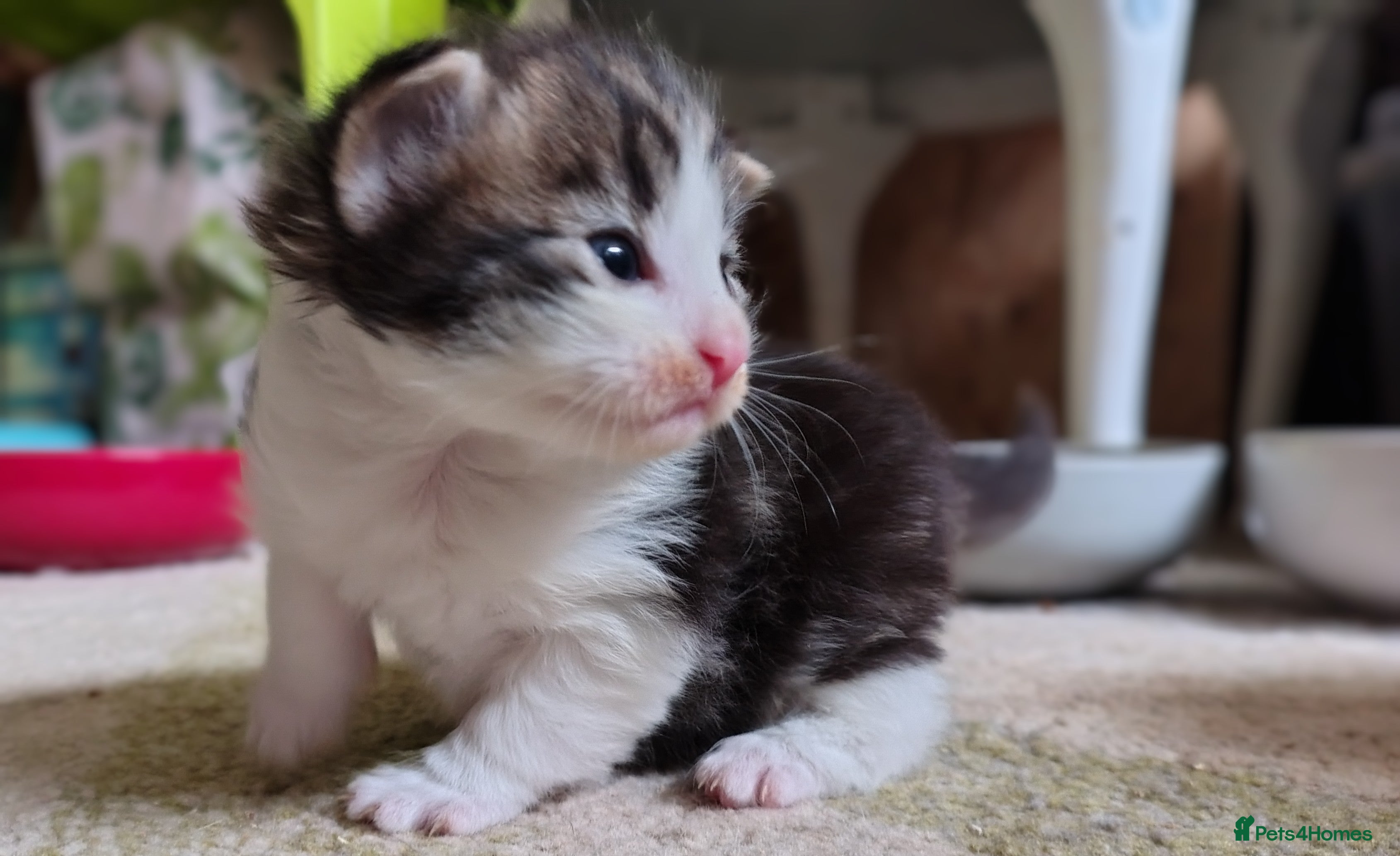Norwegian Forest Cat cats Beautiful Pedigree Norwegian Forest kittens - Advert 18