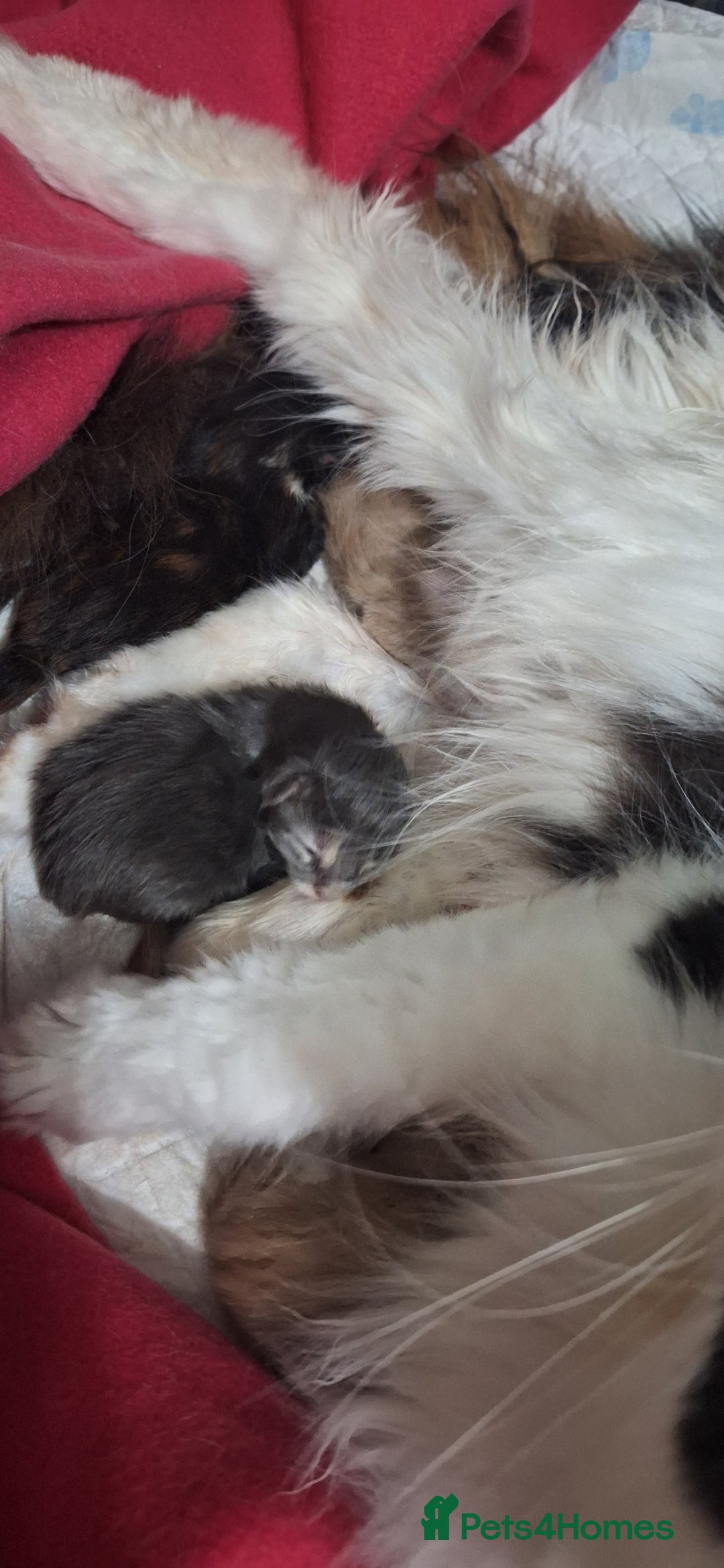 Maine Coon cats for sale: 😻 Ready Now 😻 Fluff Playful Maine Coon Kittens😻 - Advert 18