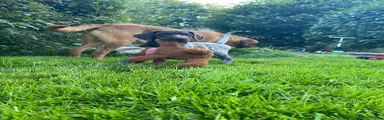 German Shorthaired Pointer 1