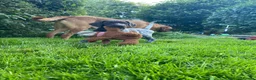 German Shorthaired Pointer dogs for sale: Stunning KC GSP puppies  - Advert 15