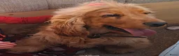 Cocker Spaniel dogs for sale: 07760175997 in Lichfield - Advert 29