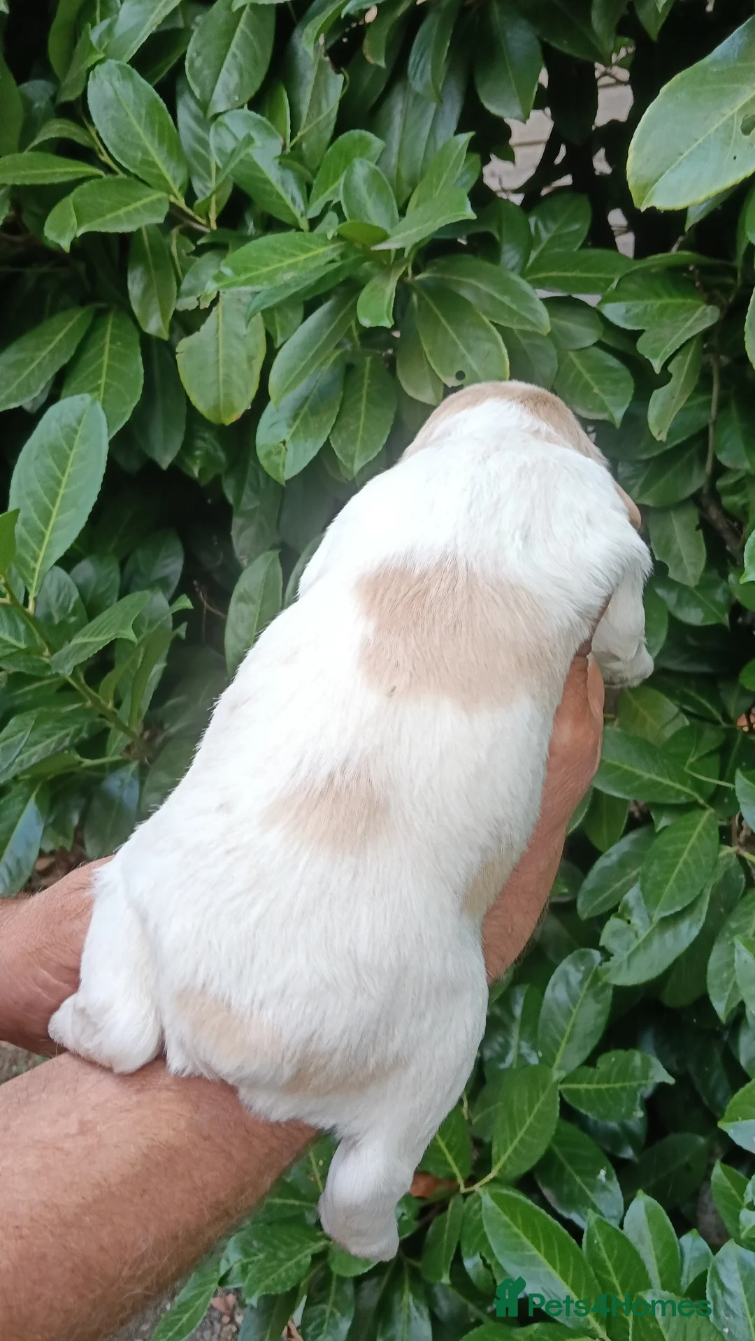 Mixed Breed dogs for sale: Fen-Spaniel litter for sale  - Advert 14