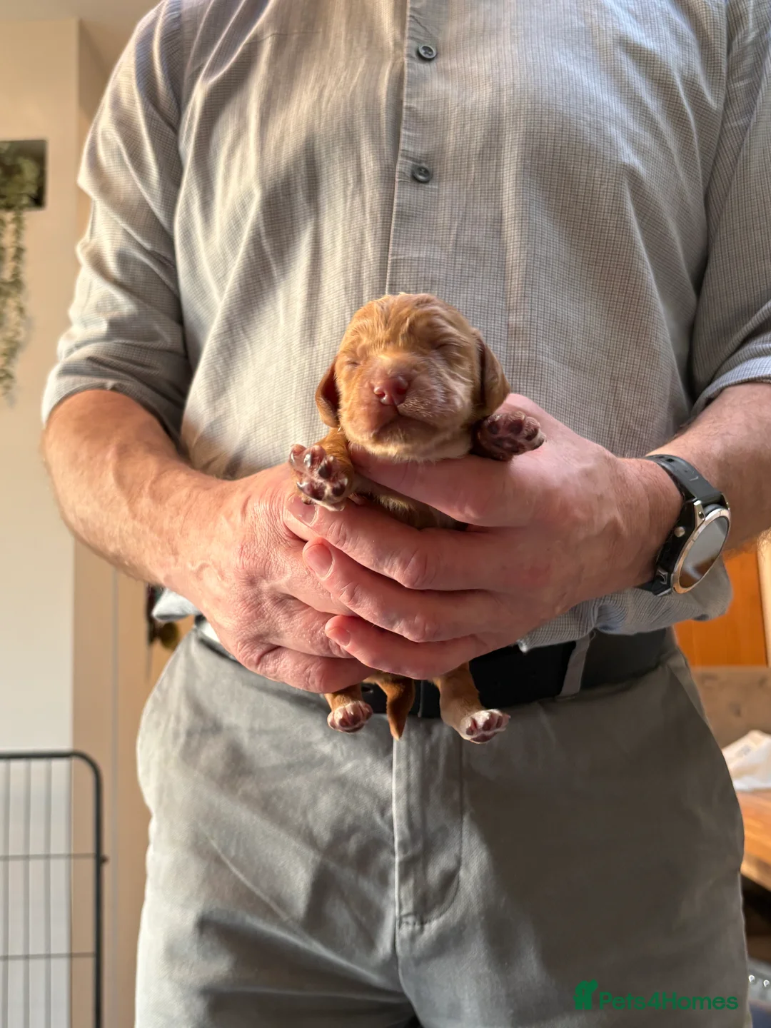 Cocker Spaniel dogs for sale: Working Cocker Spaniel Pup - Advert 15