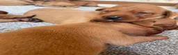 Labrador Retriever dogs for sale: Dark Fox Red Labrador 1 MALE LEFT🏡 KC Registered - Advert 21