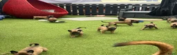 Belgian Shepherd Dog dogs for sale: Stunning litter of Belgian Malinois puppies  in Weymouth - Advert 6