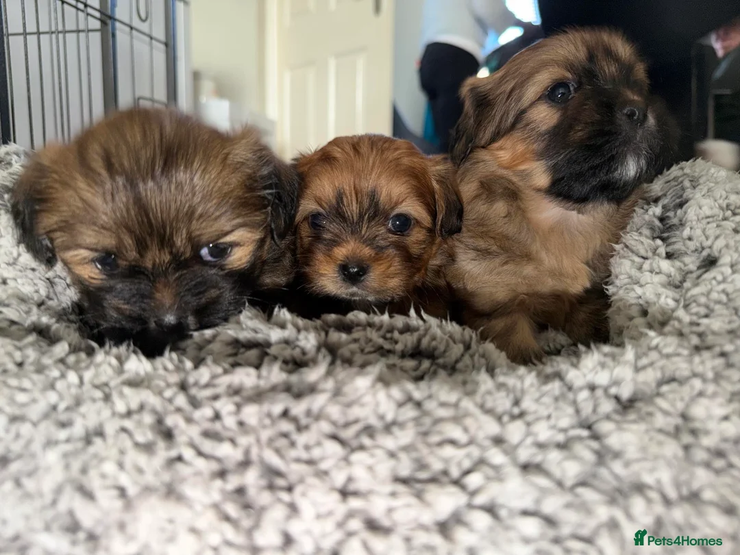 Mixed Breed dogs for sale: La-pom  pups , one boy still available  - Advert 3