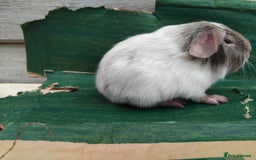 Guinea Pig rodents for sale: Baby Sows. Swiss, Self and Dalmation. - Image 2