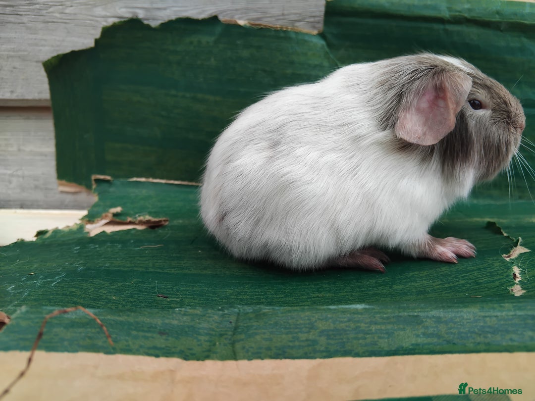 Guinea Pig rodents for sale: Baby Sows. Swiss, Self and Dalmation. - Image 2