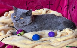 British Shorthair cats for sale: •Blue BSH Kittens – Ready Now . Last kitten left  - Image 28