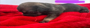 Mixed Breed 6