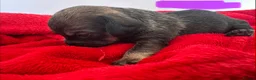 Mixed Breed dogs for sale: dach x chi x shitz pups available 5* homes - Advert 9