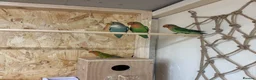 Lovebirds birds for sale: Proven bonded pair of love birds with 5 chicks  in Leighton Buzzard - Advert 2
