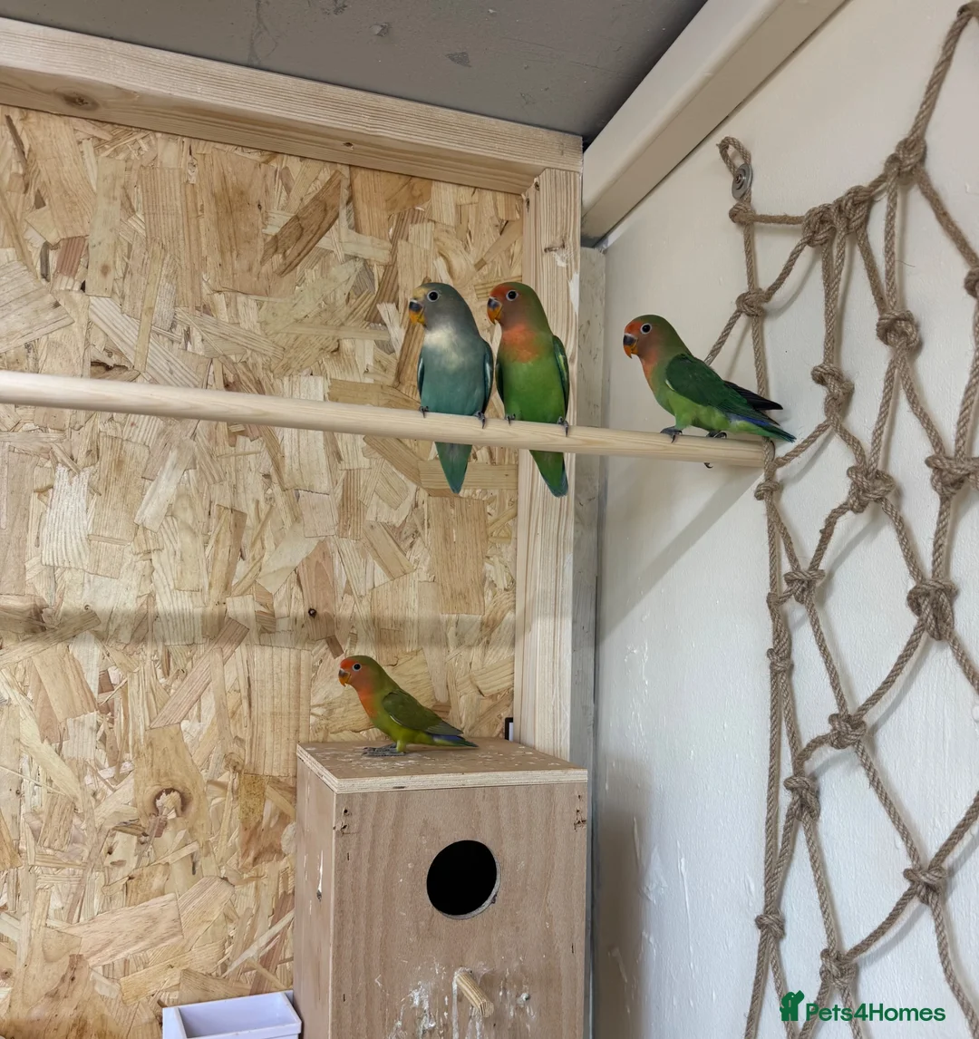 Lovebirds birds for sale: Proven bonded pair of love birds with 5 chicks  in Leighton Buzzard - Advert 2