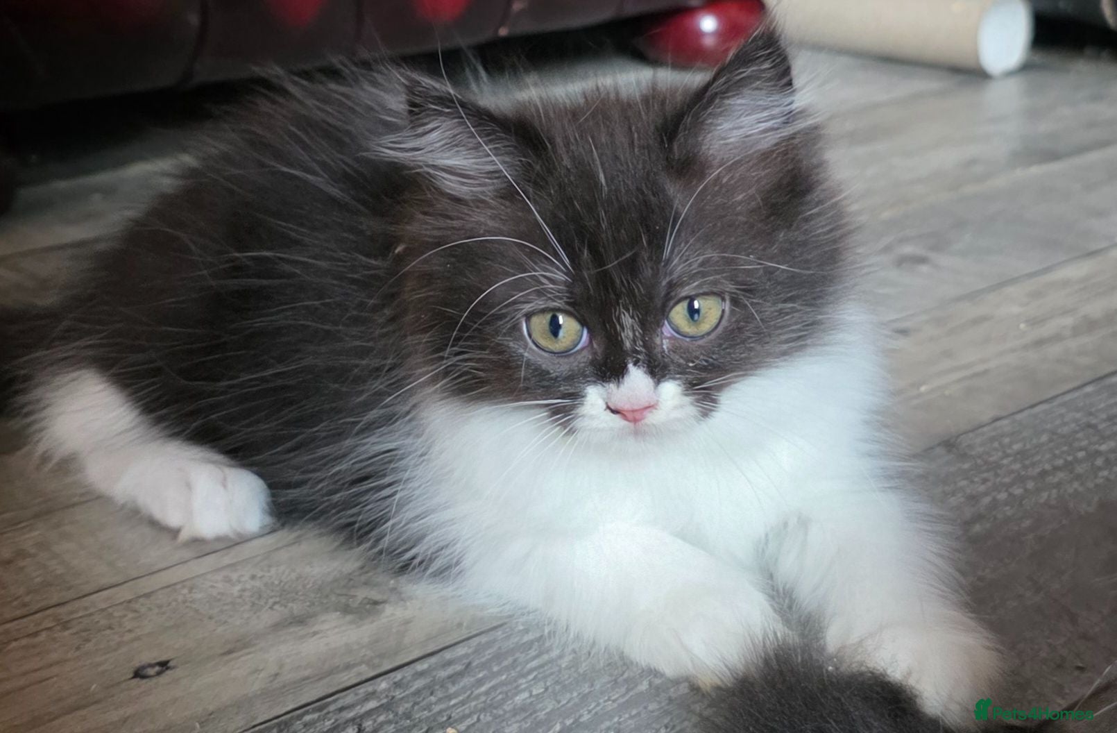 Persian cats Beautiful Ragdoll/Persian Kittens. - Advert 11