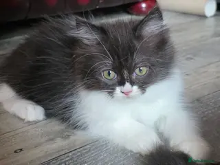 Persian cats Beautiful Ragdoll/Persian Kittens. - Advert 11