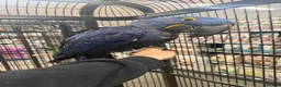 Macaws birds for sale: ⭐️ Stunning baby handreared Hyacinth Macaw ⭐️ - Advert 5
