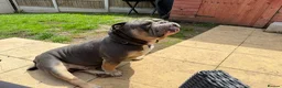 Olde English Bulldogge dogs for stud: 🔥OLDE ENGLISH BULLDOGGE STUD🔥 - Advert 5