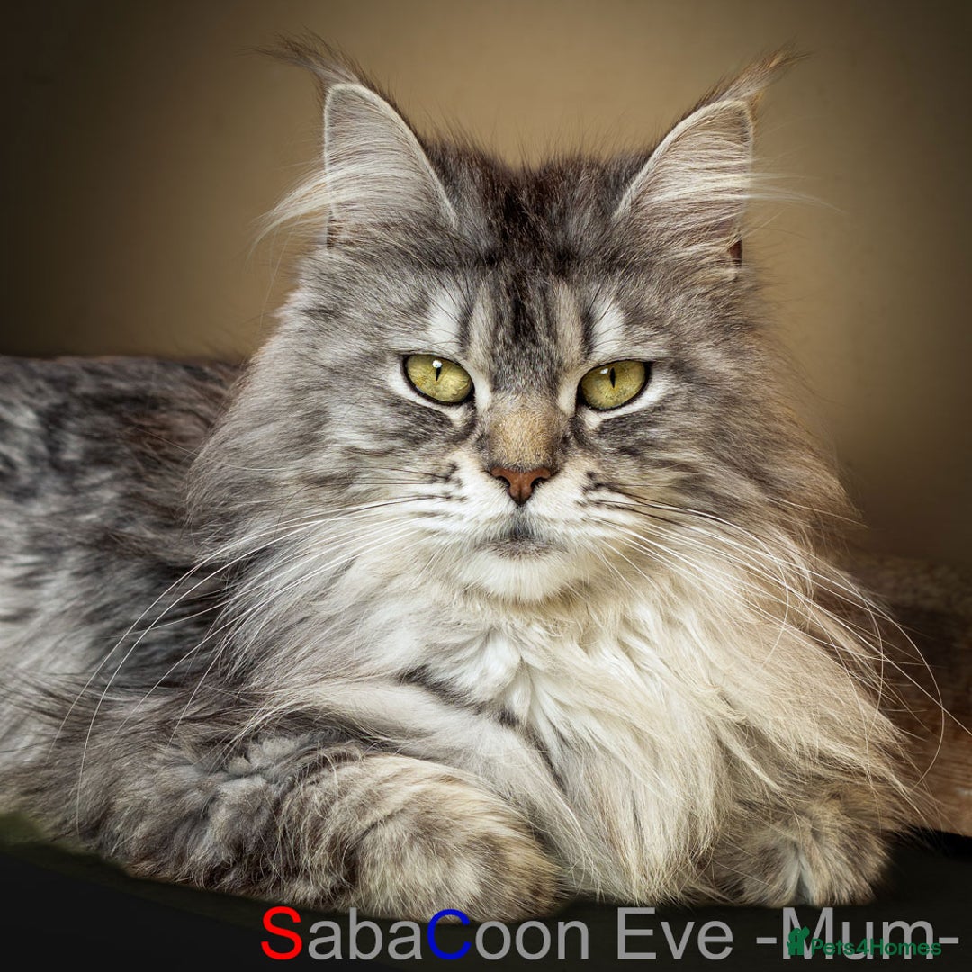 Maine Coon cats for sale: Purebred Maine Coon Kittens - Image 6