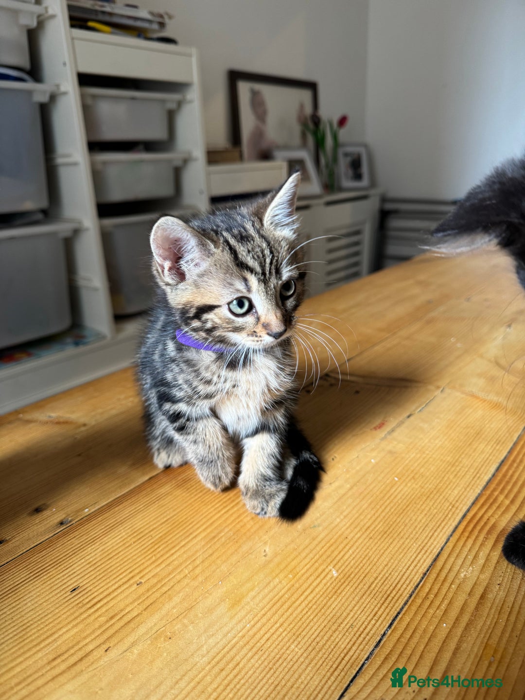 Mixed Breed cats for sale: 2 Beautiful Tabby Female Kittens - Image 4